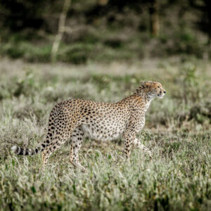 3 Days Africa Escorted Golf  Tour